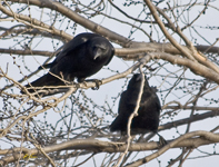 Crows 2636